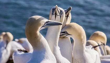 巴基斯坦最新空军宣传片：歼-10CE占据大量镜头