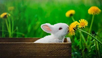 破发股国泰环保跌1.8% 去年IPO首日破发国信证券保荐