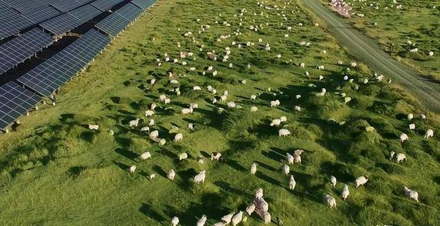 乌龙事件：原本打算荒漠建造电厂，却意外获得一个牧场