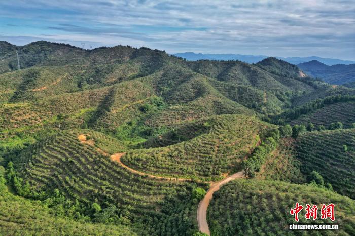 广东(广东选美冠军) 广东(广东选美冠军)